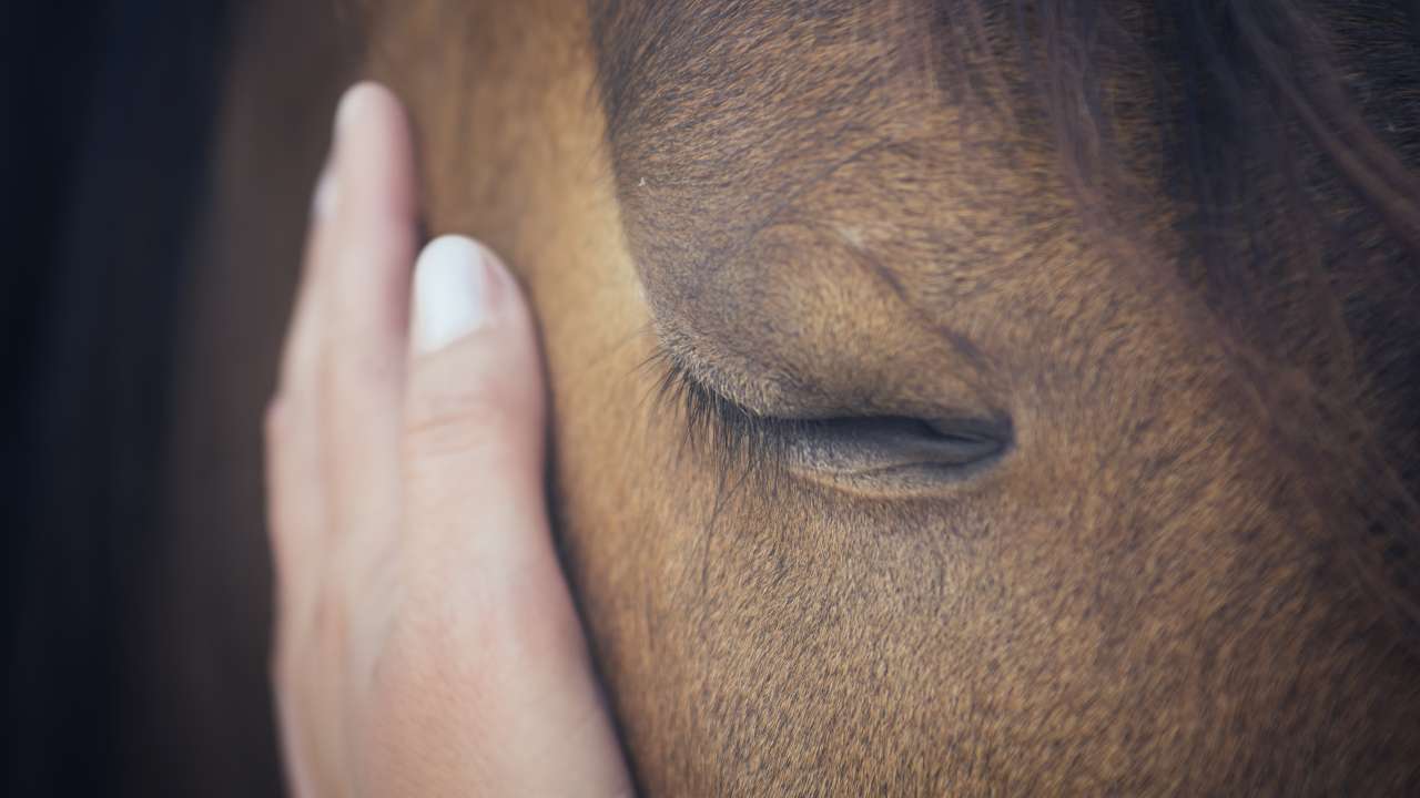 Mano accarezza un cavallo triste Il lutto nel cavallo