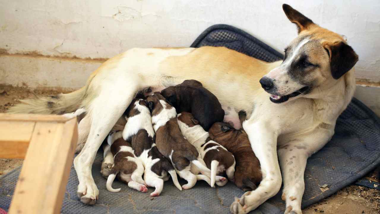 Cagna che allatta i suoi cuccioli Distocia nel cane