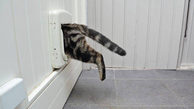 Come scegliere la gattaiola