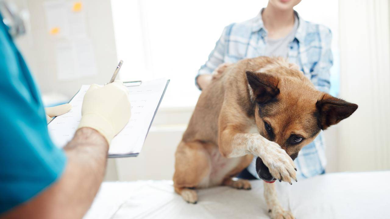Cane che ha paura del veterinario Come abituare il cane alla visita dal veterinario