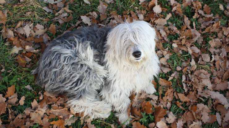 Le malattie più comuni del Bobtail