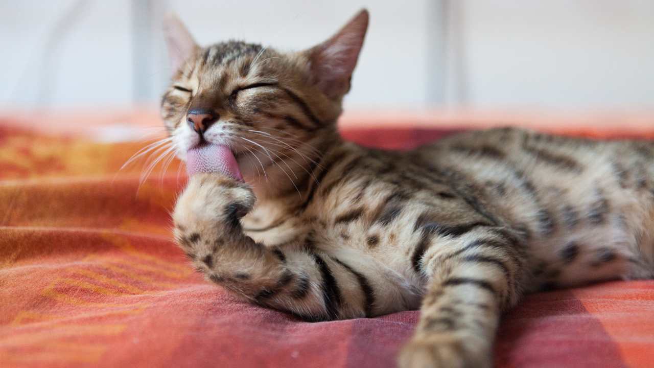 Gatto bengala si lecca Il senso del gusto nel gatto