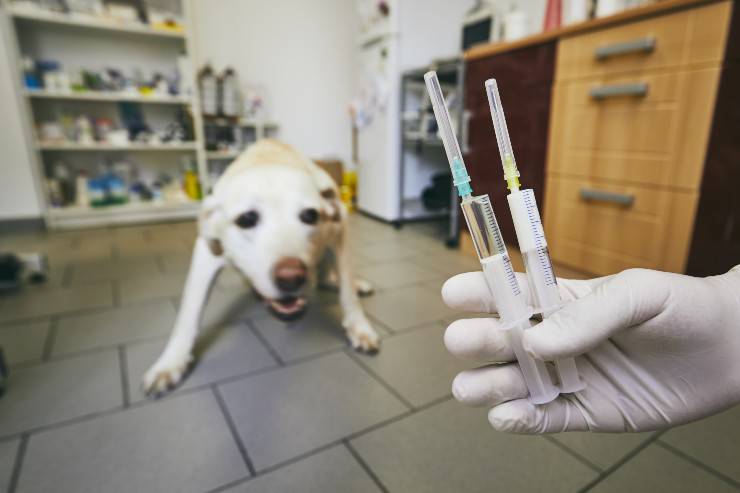 Come abituare il cane alla visita dal veterinario