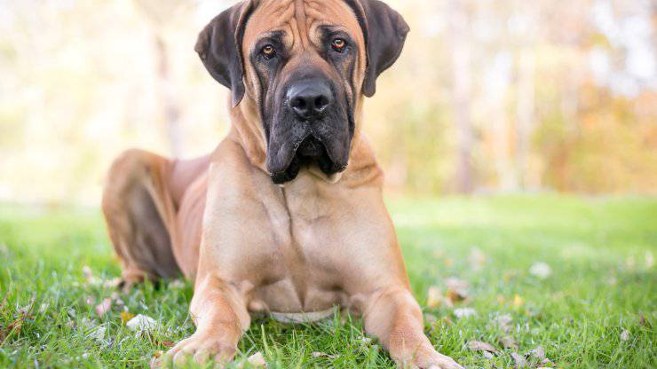 Adottare un Boerboel