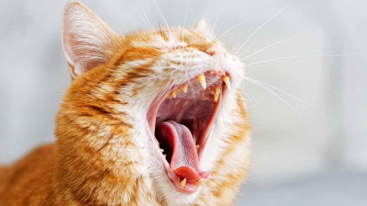 Gatto rosso che sbadiglia La bocca del gatto: struttura e composizione