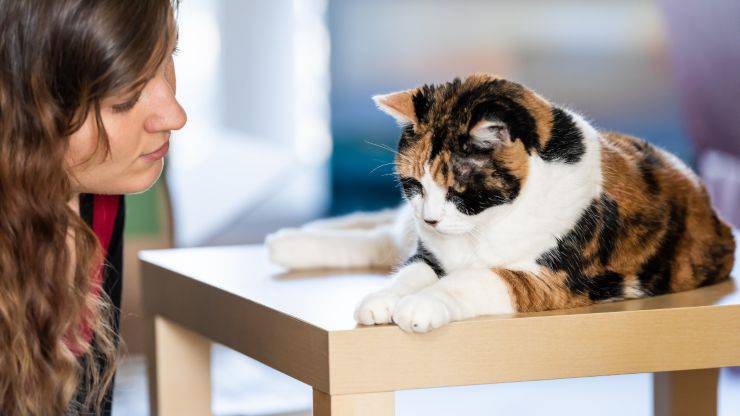 Come punire il gatto