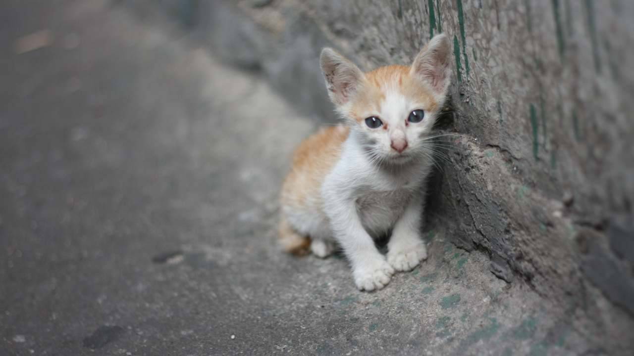 Gattino abbandonato Cosa rischia chi abbandona un gatto