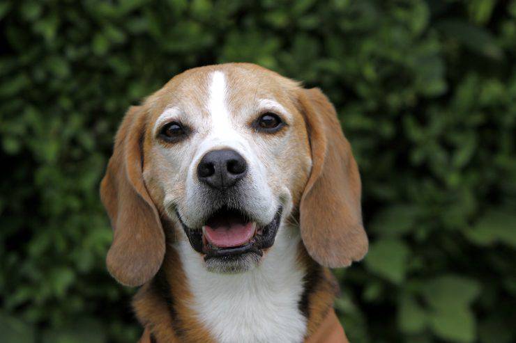 American Foxhound