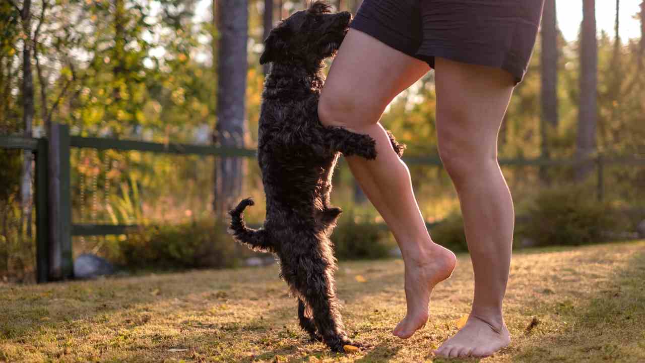 Cane monta la gamba di una persona Monta gerarchica e monta sessuale del cane