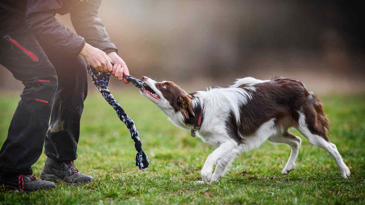 Cane che morde il guinzaglio Responsabilità per danni causati dagli animali