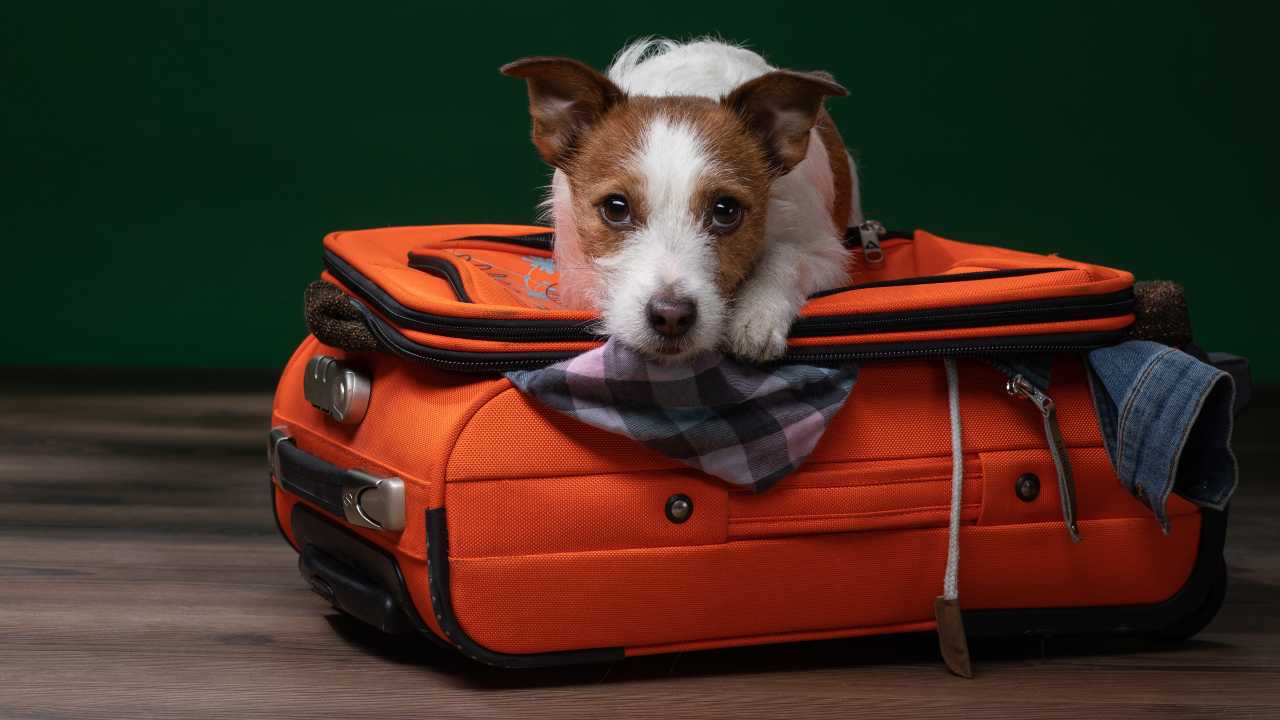 Cane sul trolley In viaggio con gli animali d'affezione: le norme UE da rispettare
