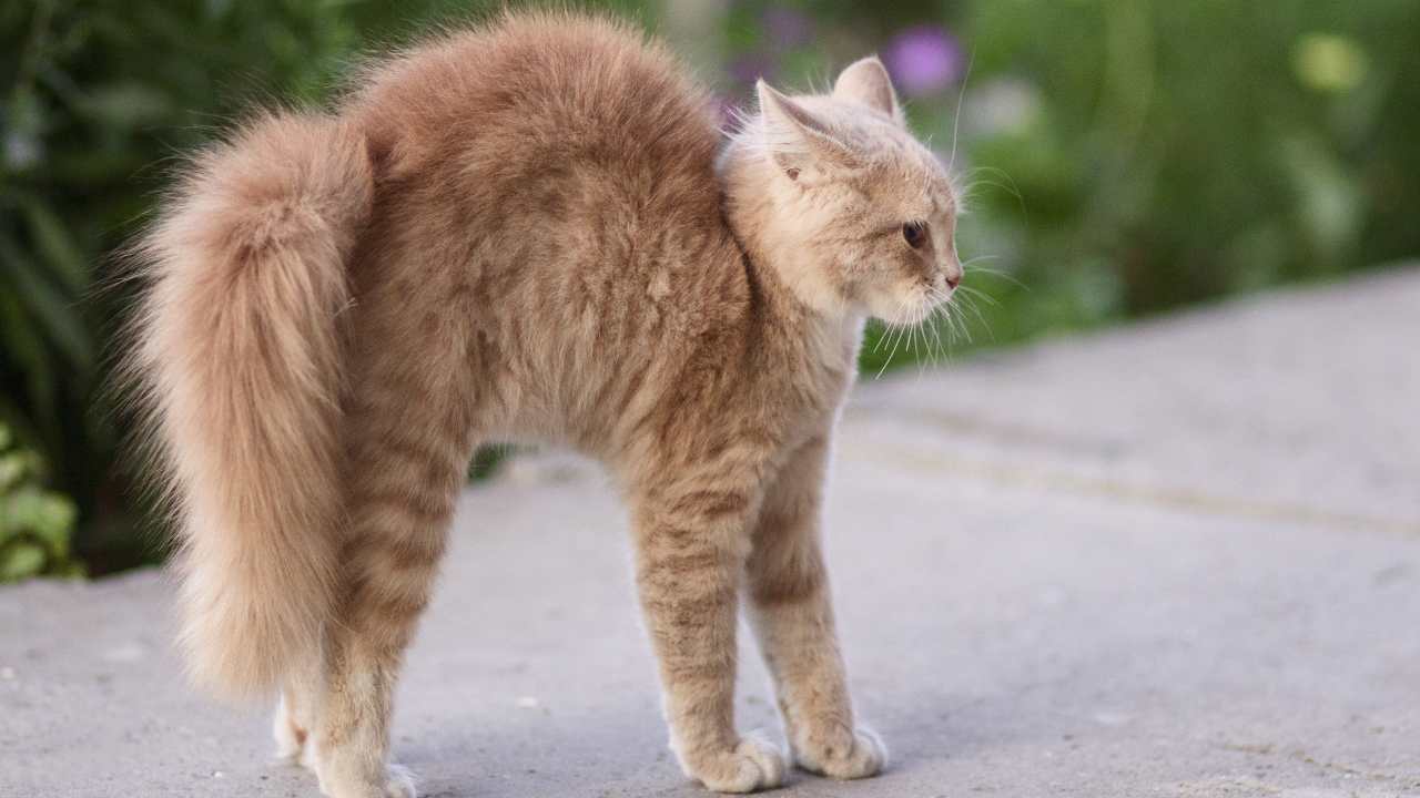 Come il gatto si difende da un attacco
