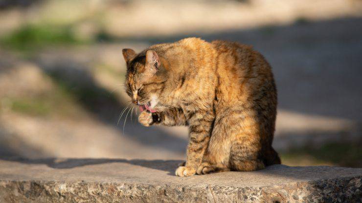 Che significa quando il micio lecca le pietre Il gatto lecca le pietre