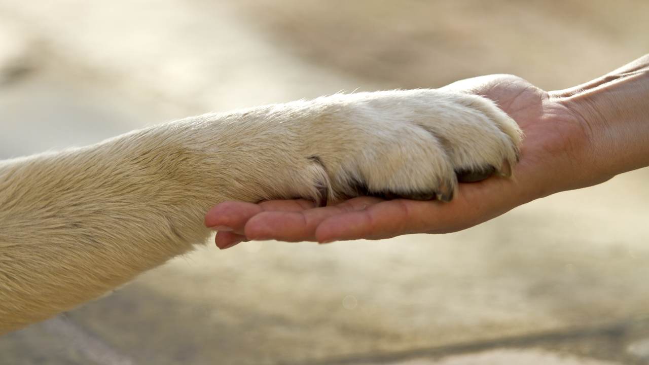 Morte improvvisa nel cane