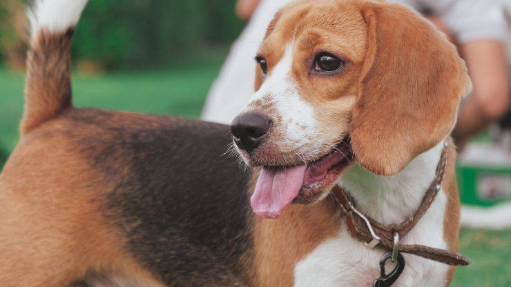 Razze compatibili con l'American Foxhound