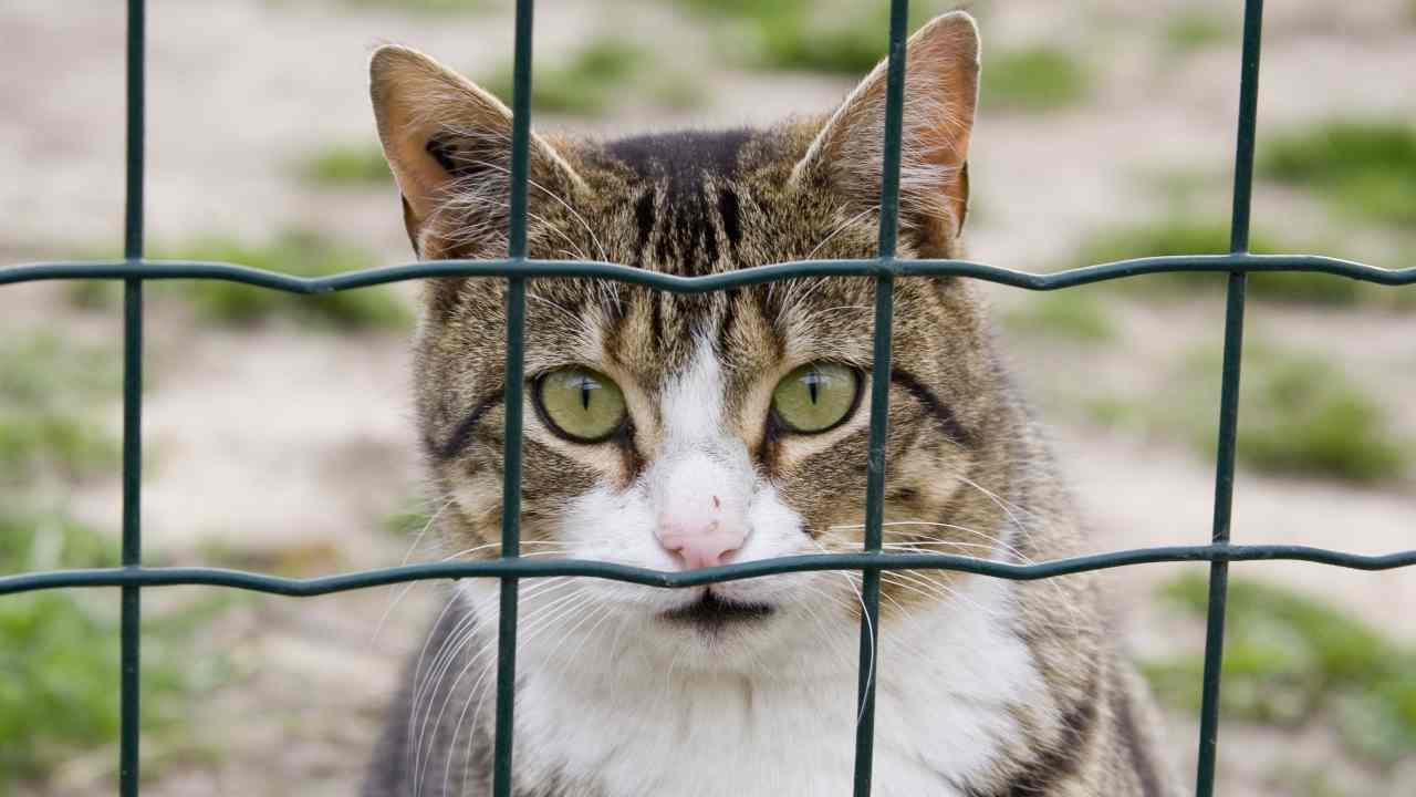 Rifugio di gatti abbandonati Cosa rischia chi maltratta un gatto