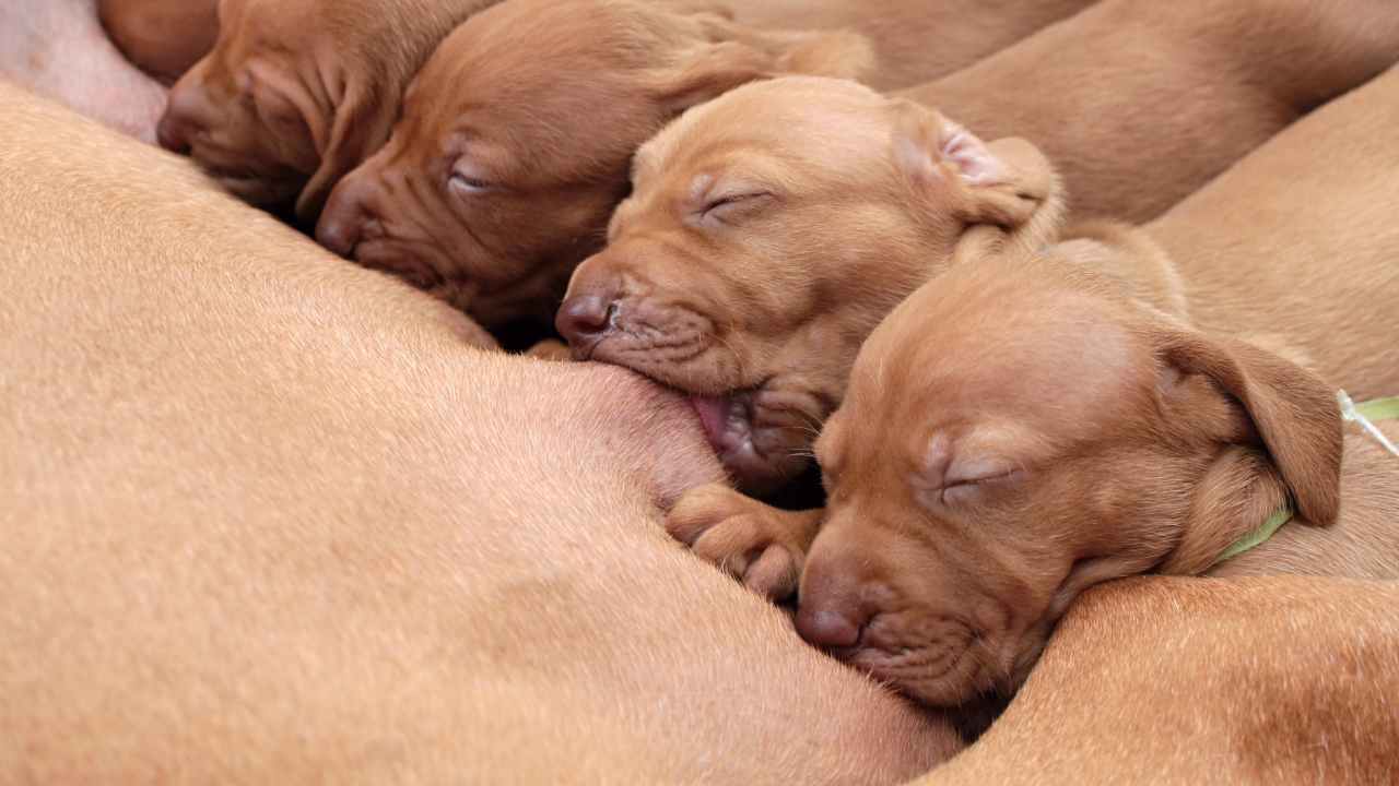 Cuccioli che bevono il latte dalla mamma Il riflesso di intrusione nel cane
