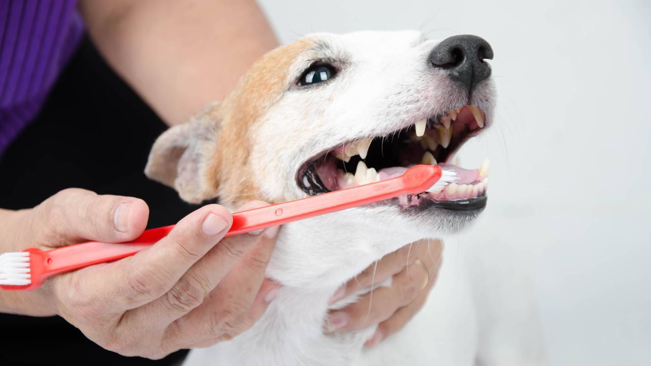 Persona che lava i denti ad un cane Come scegliere lo spazzolino per cani