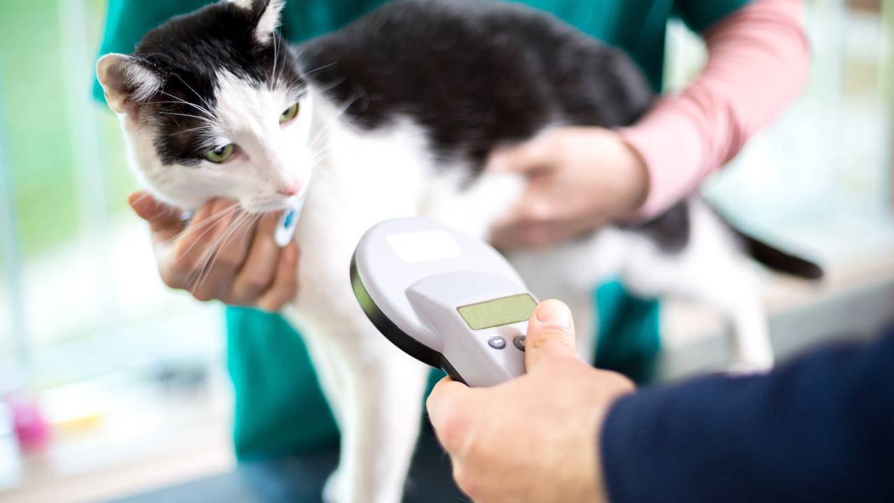 Come registrare il gatto all'Anagrafe felina