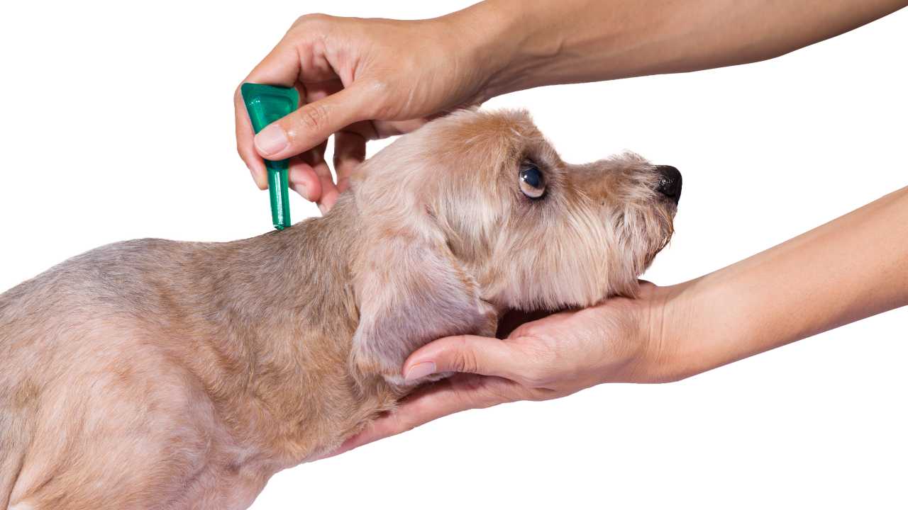 Antiparassitario al cane Antiparassitari naturali per il cane