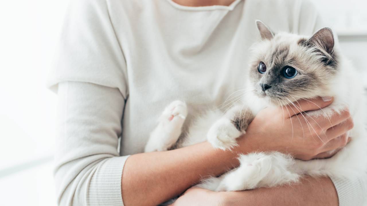 Gatto in braccio alla sua proprietaria Comportamento del gatto: cosa cambia dopo la sterilizzazione?