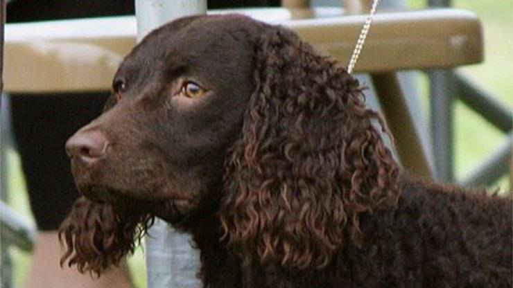 Cura del pelo dell'American Water Spaniel