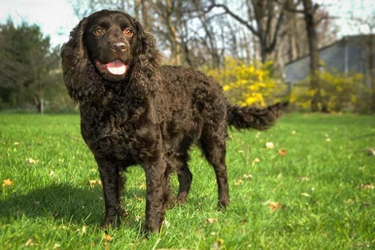 American Water Spaniel
