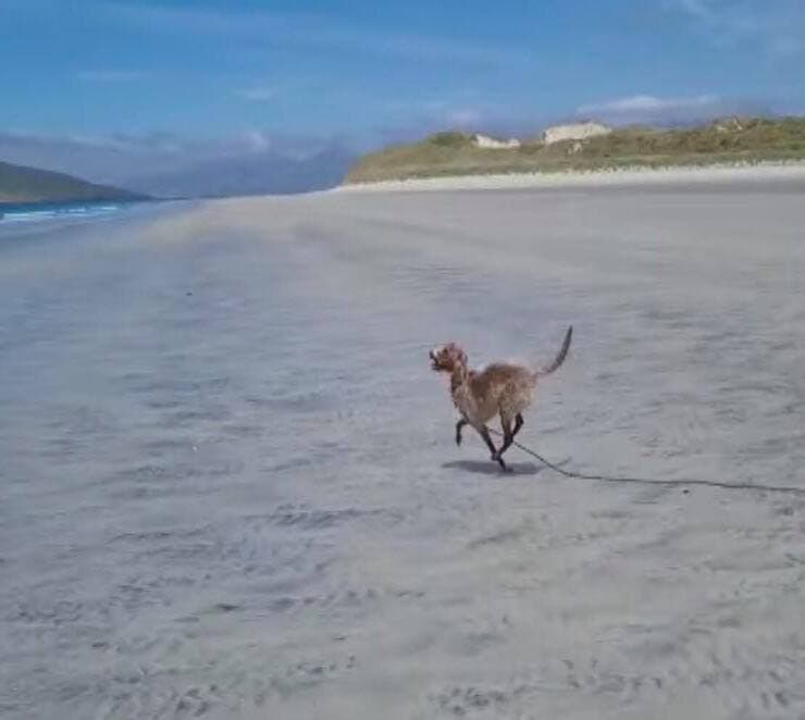 Angus corre libero (Screen video Facebook)