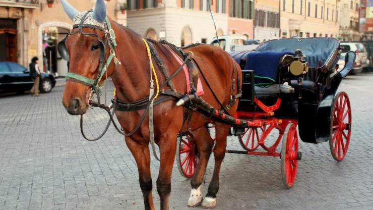 Botticelle Roma Stop Campidoglio Nuova Ordinanza