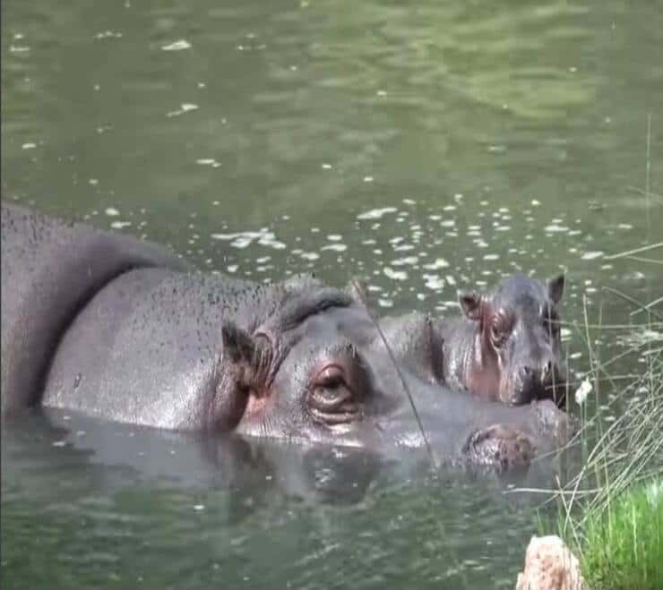 Camilla e suo figlio (Screen video Facebook)