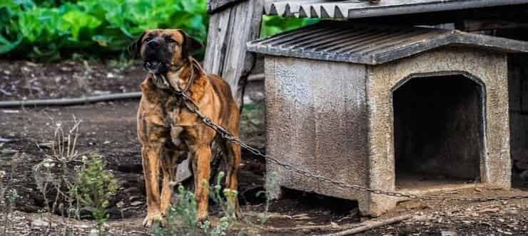 Cane incatenato (Pixabay)