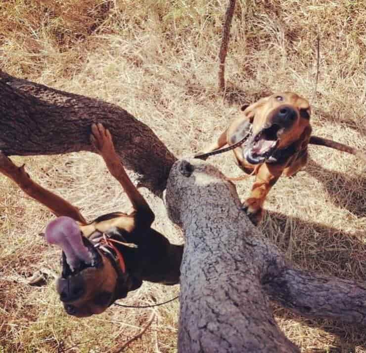 Cani che lottano contro il bracconaggio (Screen Instagram)