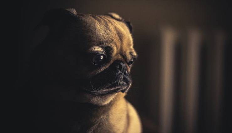 Carlino (Pixabay)