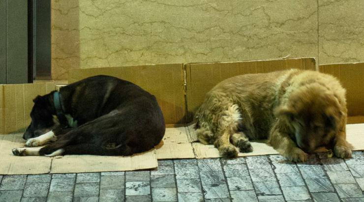 Cibo Cani Randagi Storica Sentenza 