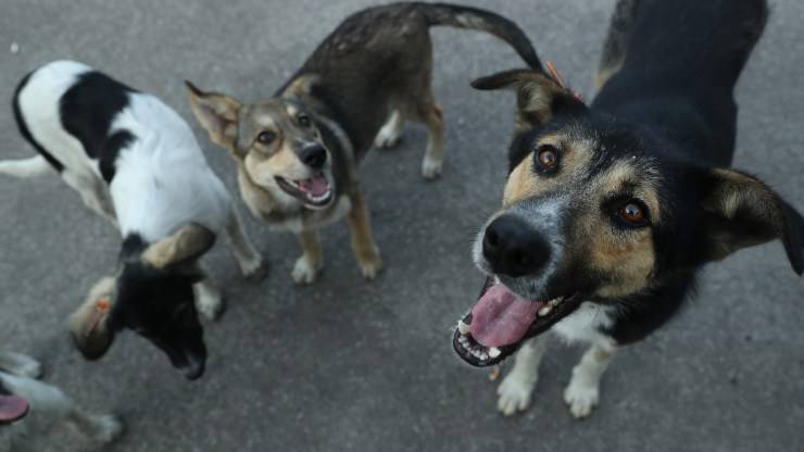 Cibo Cani Randagi Storica Sentenza 