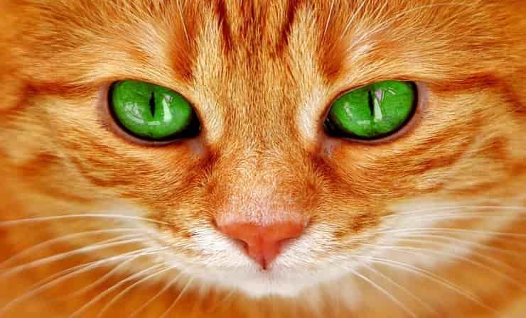 coccole micio