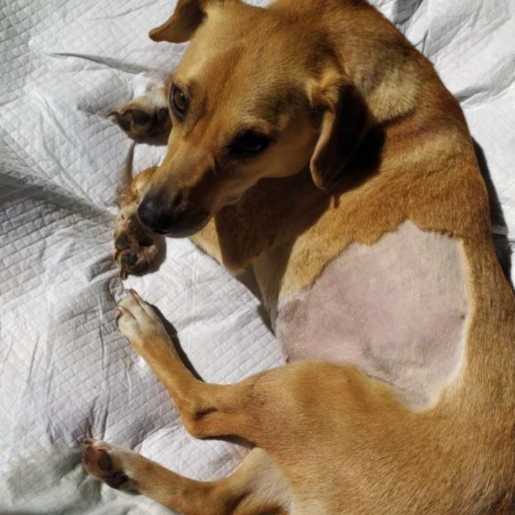 Cane Rotolina Cerca Famiglia