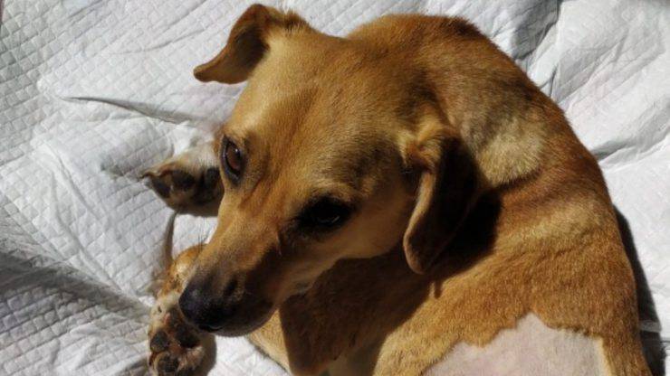 Cane Rotolina Cerca Famiglia