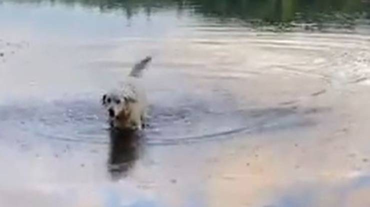 Cane Thunder Nuota Lago Nuovi Amici