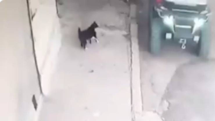 Il micio Kara (Foto video)