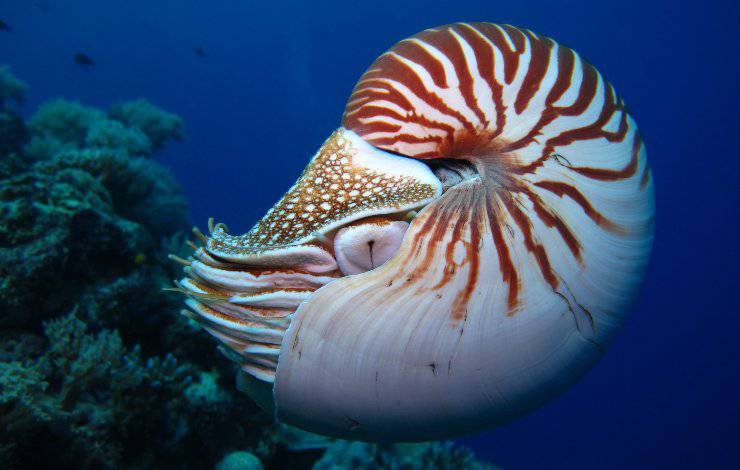 Nautilus pompilius