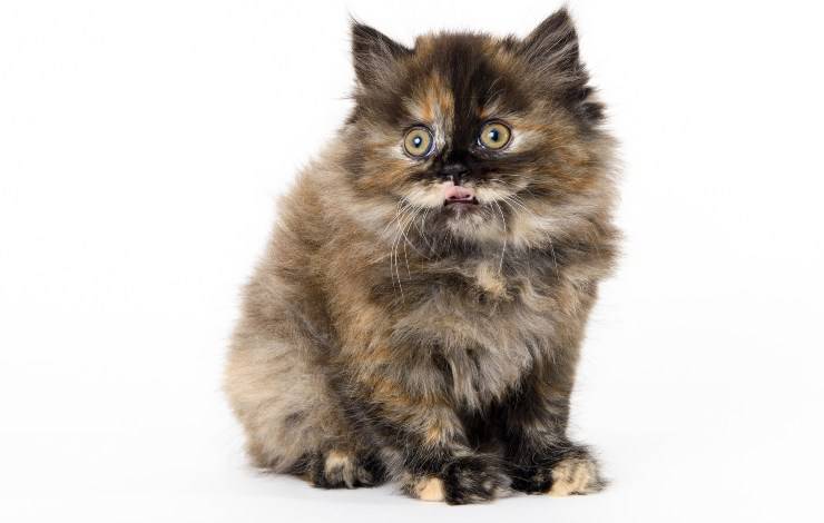cucciolo di Scottish Straight Longhair