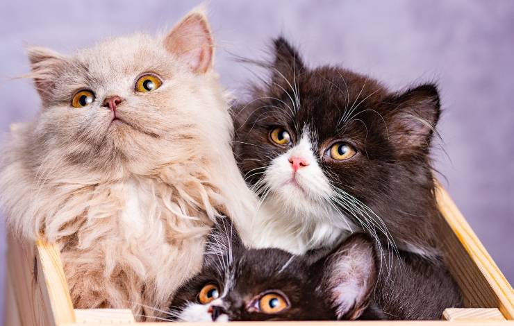 Scottish Straight longhair e British longhair