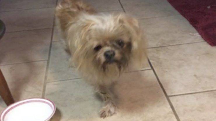 Spanky (Foto dominio pubblico) 