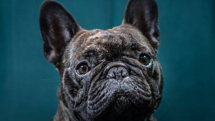 Bulldog Francese Rapinato Ritrovato