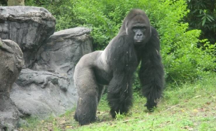 Giorgio Chiellini Gorilla Italico Video
