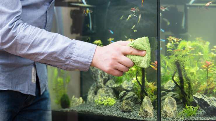 acquario puzza