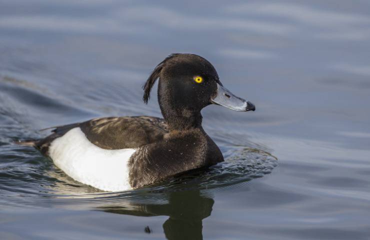 anatra ciuffata