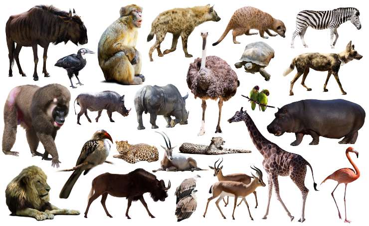 animali