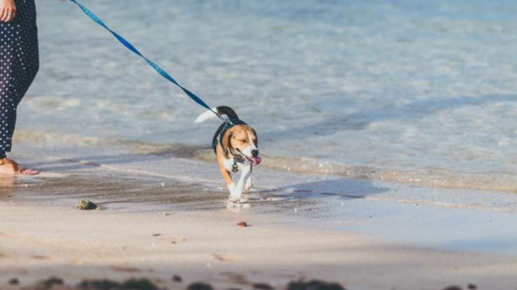 attività da fare con il cane in spiaggia